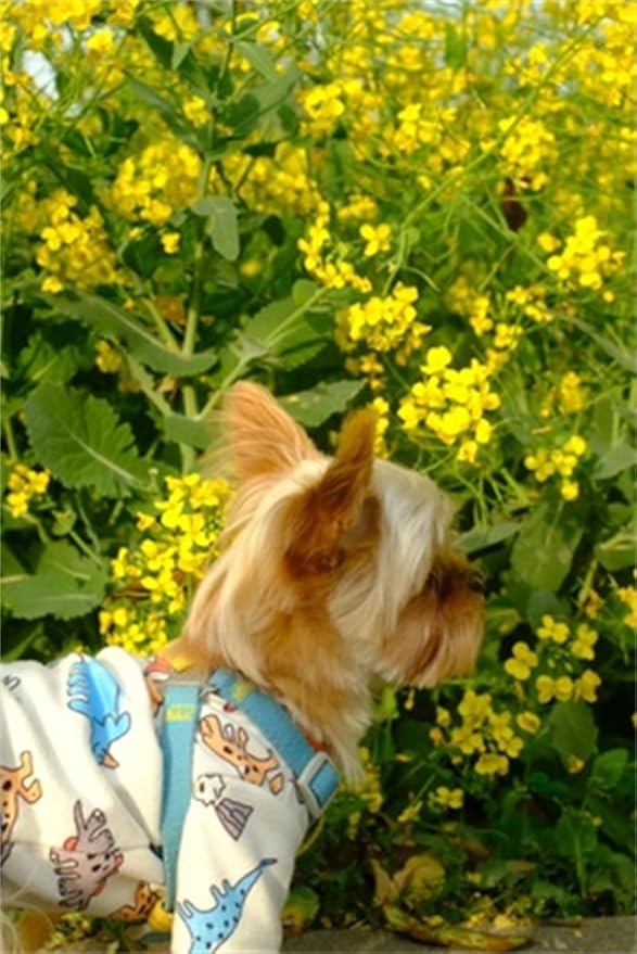 Dino Pet Pajamas Dog Jumpsuit Puppy Clothes, Cotton Pet Pajamas Kitten Soft Material Small Dog Onesie Cat Sweater Puppy Pjs Chihuahua Yorkie Onesie (Dino Shirt, X-Small)