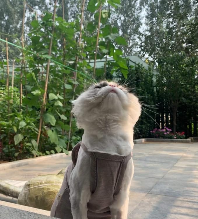 Hairless Cats Solid Cotton Camisole, Breathable Summer Tank Tops for Sphynx, Cornish Rex, Devon Rex, Peterbald, Cat Wear Hairless Cat Clothes Soft Skin-Friendly Cats Apparel Assorted Colors and Sizes