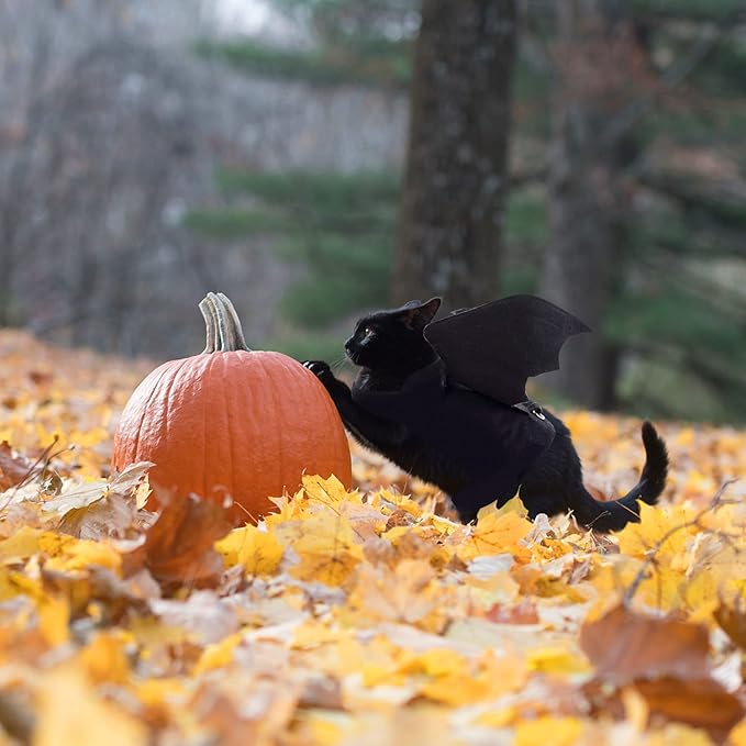 Rypet Bat Wings Pet Costume, Polyester Felt Cloth, Small, Halloween, Unisex, Durable, Easy to Clean, Bat Wings Costume for Small Dogs Cats