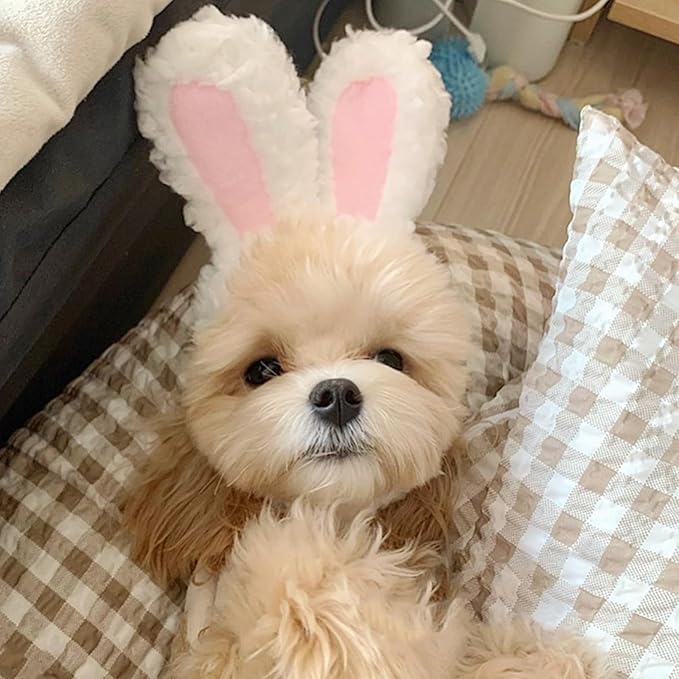 Qiansail Lion Mane Wig for Cats, Funny Bunny Ears Cute Dog Hats Cat Apparel Costume Pet Clothing Accessories for Halloween Cosplay Party