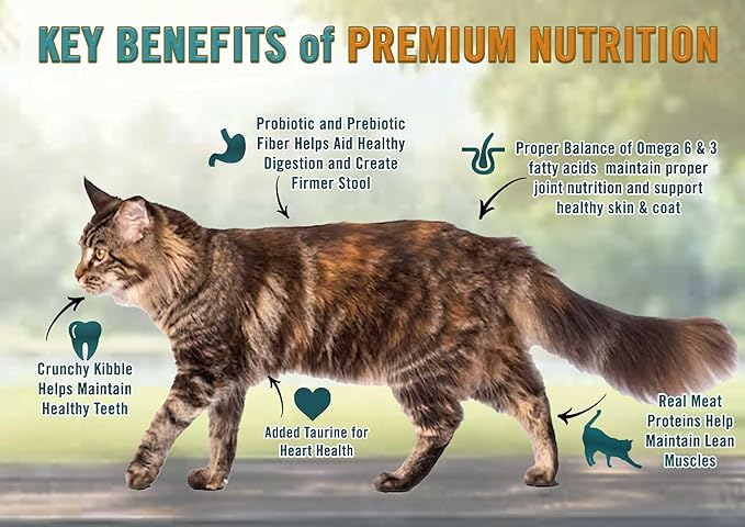 Chicken Soup for the Soul All Natural Premium Adult Dry Cat Food, Real Meat First Ingredient, No By-Products, Supports Heart, Gut & Immune Health, Chicken & Brown Rice, 4.5lb
