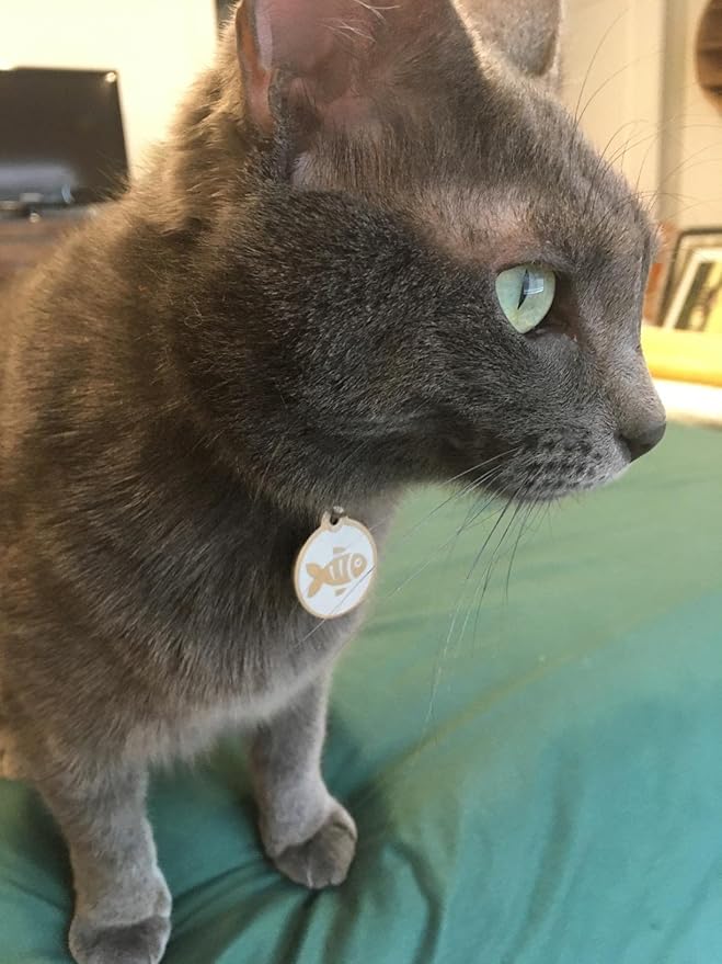 Stainless Steel Cat ID Tags - Engraved Personalized Cat Tags Includes up to 4 Lines of Text with Round Heart Shape