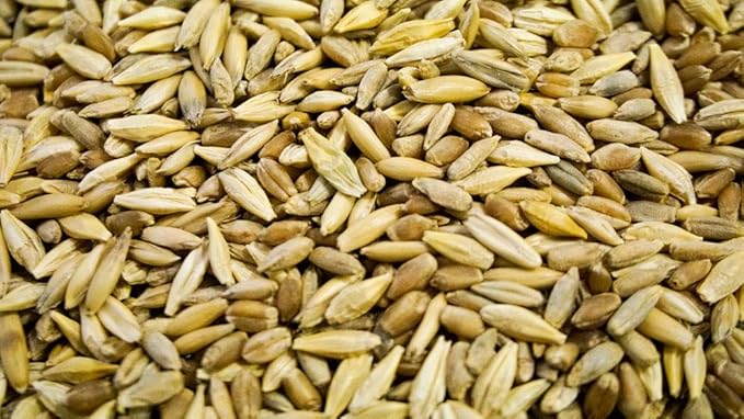 Thunder Acres Cat Grass Blend - Wheat, Barley, Oats, and Rye Seed Mix - Non-GMO - Certified Organic - Bonus CAT Toy (10 LB)