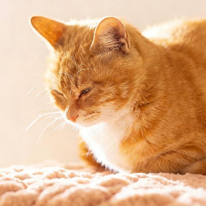Cat Knitted Bed Mat Square Cushion, Soft Breathable Self-Warming Pad Indoor Washable Kitty Kneading Comfort Cats Dogs (White,23.6" x17.7")
