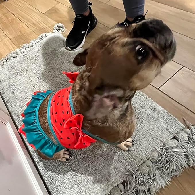 Funny Dog Swimwear Bikini Summer Dog Clothes Beach Swimsuit Puppy Bathing Suit Puppy Vest Cooling Pet Shirt for Small Dogs, Cat Apparel (Watermelon, X-Large)