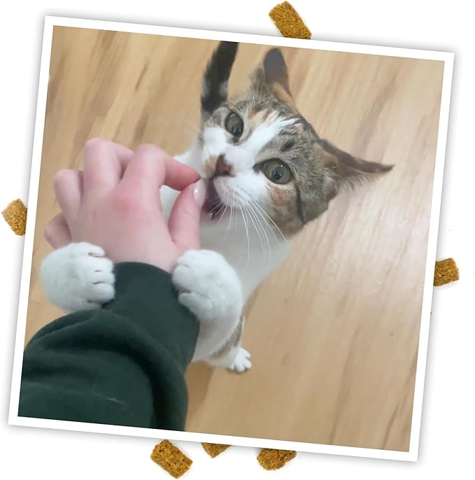 Meowijuana Seafood Treat Trio | 3-Pack Crunchie Munchie Seafood Catnip Treats | Low Calorie Cat Snack | Made with Organic Catnip | Produced in the USA