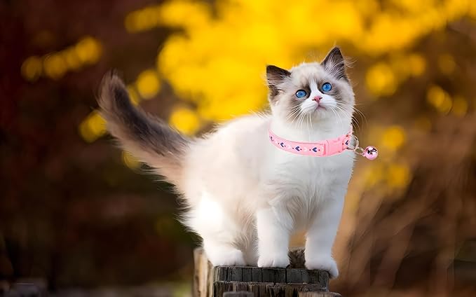 Red XXS Dog Collar with Bell, 2-Pack Puppy Collar with Bell, Nylon Cute Female Cat Collars Adjustable XXSmall XS Little Small Girl's Kitten Dogs