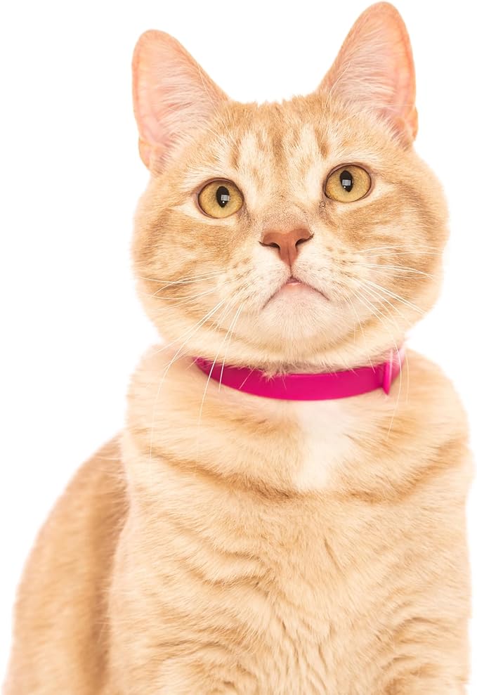 Nuvuq Cat Collar 2 Pack - Soft, Comfortable, and Lightweight Safety Breakaway Collar with Name Tag Ring for Outdoor Cats and Sensitive Skin Kittens (6 ⅞" to 10 ¼", Pink)