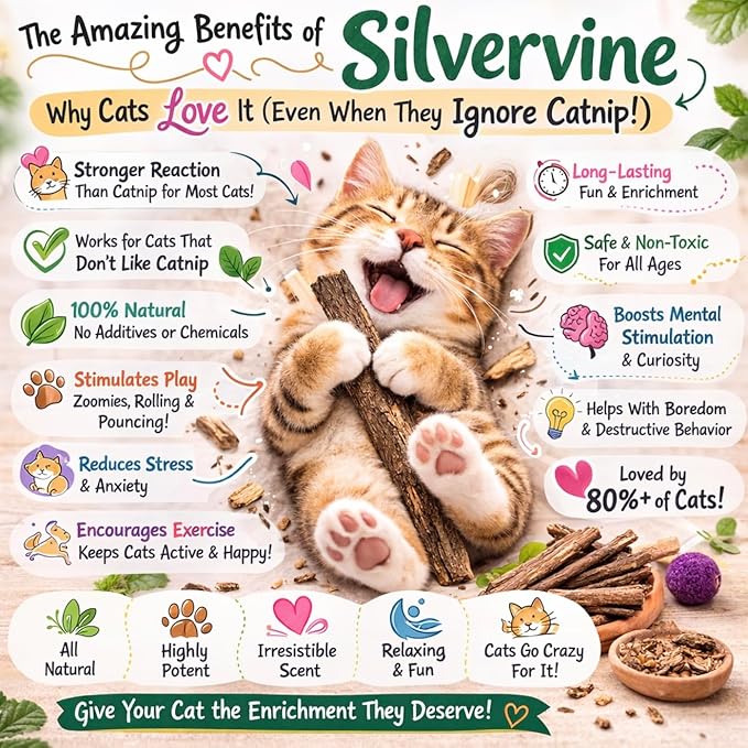 Silvervine Powder for Cats- 100% Natural Catnip Alternative - Longer, Stronger Lasting Play Stimulant