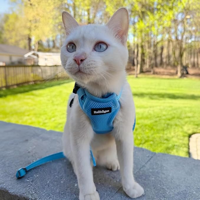 rabbitgoo Cat Harness and Leash, Escape Proof Vest with 3 Adjustable Buckles, Soft Comfortable Kitten Harness, Easy to Wear, Reflective for Safe Outdoor Walking, Medium, Sky Blue