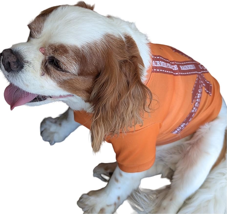 Luxury Designer Dog T Shirt – Cute Puppy Clothes for Small Dogs, Fashion Pet Tee Outfit for French Bulldogs & Chihuahuas, Everything Chic Dog Apparel