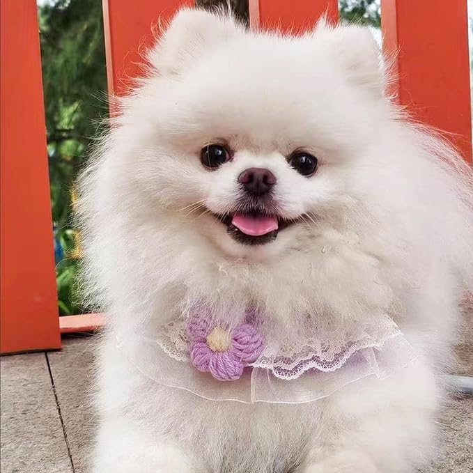 Cat Harness Collar and Leash Set, Sweet Lace Floral Kitten Collar, Escape Proof Puppy Chest Harness, Adjustable Cute Harness Leash Set for Cat Puppy Dog Outdoor Walking (Purple, M)