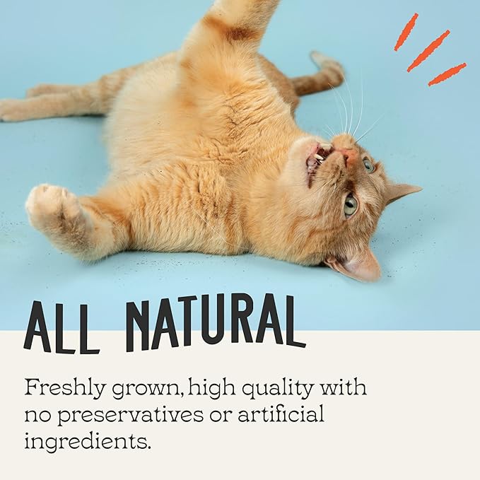 Premium Catnip Fine Cut – 8 oz | Extra-Fine Tea Bag Cut Catnip for Cats | Strong Scent for Play, Toys & Catnip Refresh | Fresh, Potent & Resealable