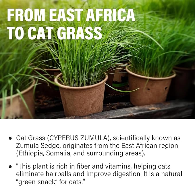 Cat Grass Treats for Indoor Cats, Digestive Health Support with Wheat Grass, Hairball Control Chews, Natural Grain-Free Snack for Kittens