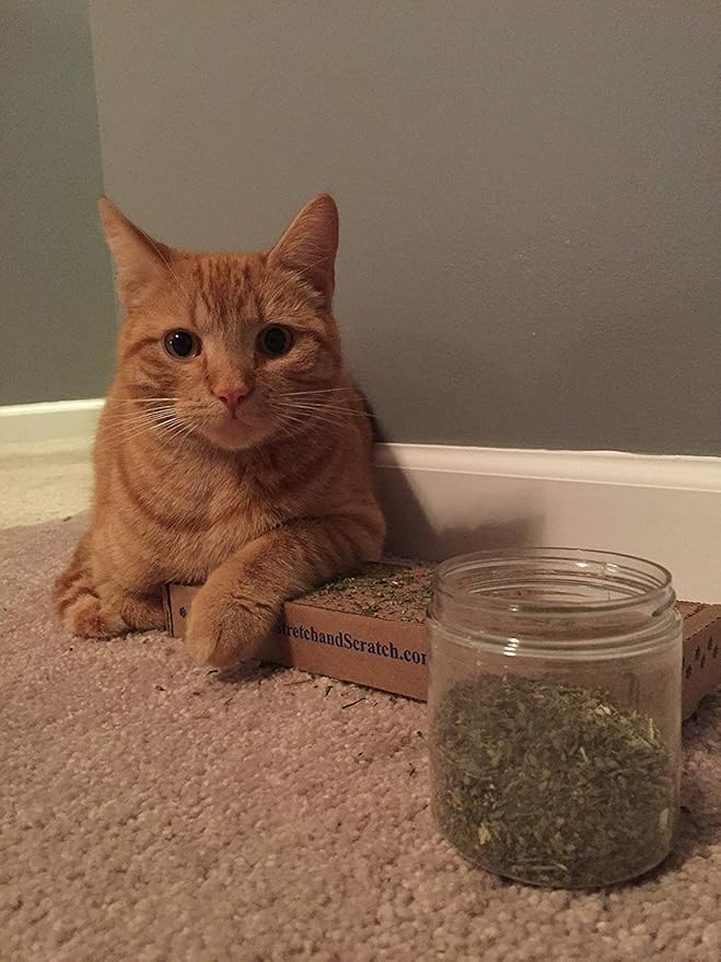 Catnip, Premium Blend Safe for Cats, Infused with Maximum Potency Your Kitty is Sure to Go Crazy for (1 Cup)