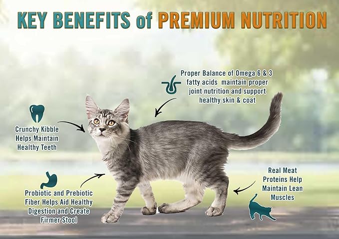 Chicken Soup for The Soul All Natural Premium Dry Kitten Food, Real Meat First Ingredient, No by-Products, Supports Brain & Vision Development, Chicken, Brown Rice & Pea, 12lb