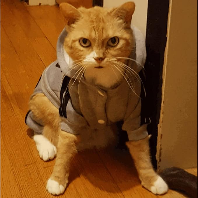 Cute Dog Hoodie Sweater Tracksuit Coat Jacket Winter Pajamas Jumpsuit Clothes Clothing 4-Legs Grey for Cat Puppy Small Medium Big All Type Dogs (Small)
