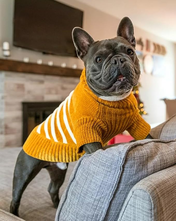 Blueberry Pet Cozy Soft Chenille Classy Striped Dog Sweater in Mustard, Back Length 16", Pack of 1 Clothes for Dogs