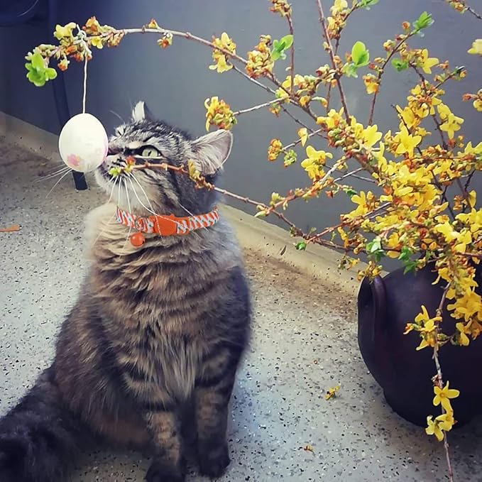BoomBone Easter Cat Collar Breakaway, Set of 2 Spring Kitten Collars with Bell