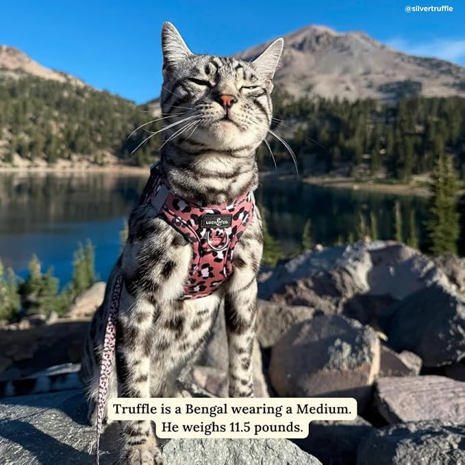 Lucy & Co. Wild Side Step-in Cat Harness & Leash Bundle – Reflective, Breathable & Adjustable Harness for Cats, Kittens & Small Dogs, Lightweight & Secure and Dual Leash Clips – Medium