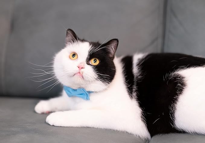 Cat Collar with Bow Tie Bell Breakaway Kitten Small Pet Safety Solid Wedding Basic Pure Color Suede Soft Adjustable [1pc] Blue