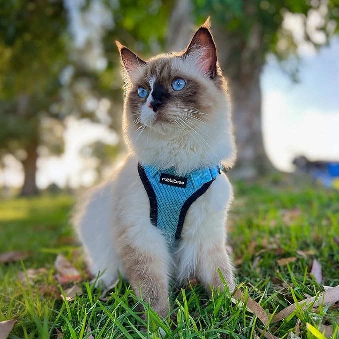 rabbitgoo Cat Harness and Leash for Walking, Escape Proof Soft Adjustable Vest Harnesses for Cats, Easy Control Breathable Reflective Strips Jacket, Light Blue,M