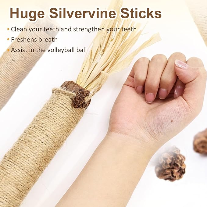 2 Pcs Natural Huge Silvervine Sticks Cat Toys - Large Catnip Toys Indoor Cats Interactive Matatabi Dental Care Teething Chew Toys for Cats and Kittens Who Love to Chew