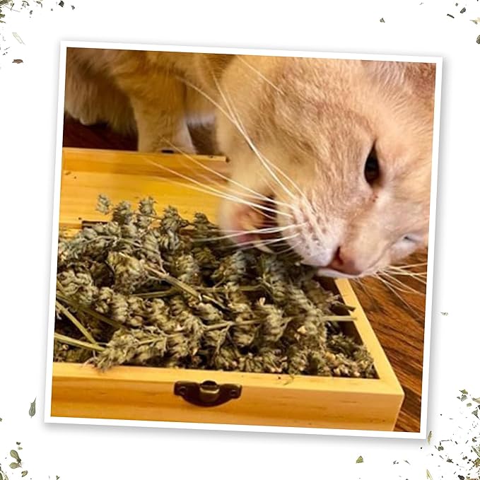 Meowijuana | Cigar Box | Grand Daddy Purr Catnip Buds | Premium Organic Catnip | Grown in North America | Perfect for Cat Toys