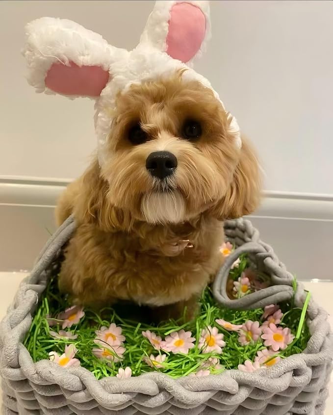 Rabbit Ears Hat for Cats & Small Dogs - Adjustable Plush Bunny Costume Headband for Easter, Halloween & Pet Party Dress Up (White)