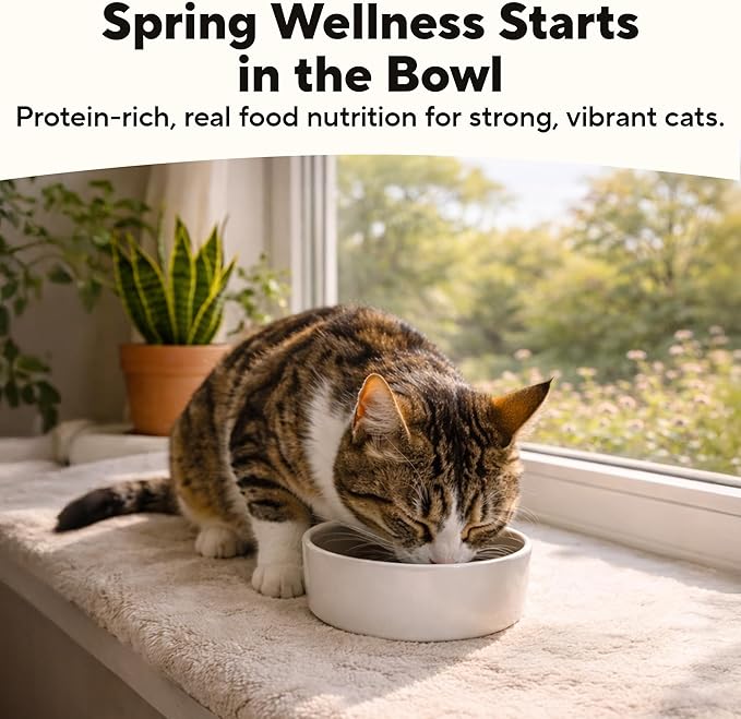 Dave's Pet Food Grain Free Wet Cat Food (Shredded Chicken & Duck in Gravy), Naturally Healthy Canned, Added Vitamins & Minerals, Wheat, Gluten, & GMO-Free, 2.8 oz (12 Pack)