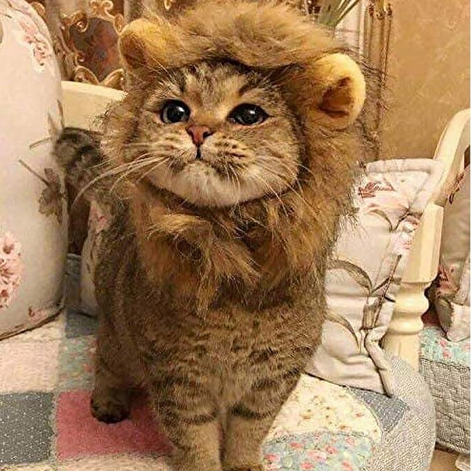 Qiansail Lion Mane Wig for Cats, Funny Bunny Ears Cute Dog Hats Cat Apparel Costume Pet Clothing Accessories for Halloween Cosplay Party