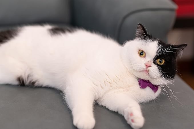 Cat Collar with Bow Tie Bell Breakaway Kitten Small Pet Safety Solid Wedding Basic Pure Color Suede Soft Adjustable [1pc] Rose Red