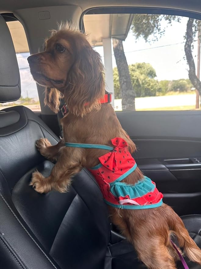 Funny Dog Swimwear Bikini Summer Dog Clothes Beach Swimsuit Puppy Bathing Suit Puppy Vest Cooling Pet Shirt for Small Dogs, Cat Apparel (Watermelon, Small)