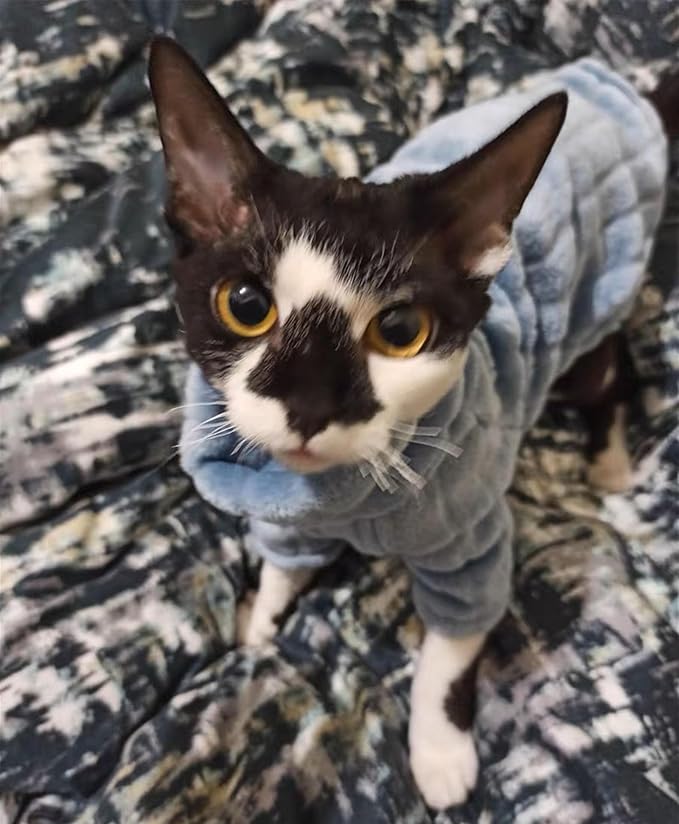 Turtleneck Sweater for Sphynx Cat Soft Coral Fleece Cat Clothes Thick Winter Warm Outfit Coat for Hairless Cats and Small Dogs Apparel with Sleeves (Blue, S (3-5 lbs))