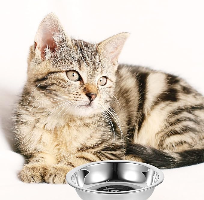 Stainless Steel Pet Bowl Set 5pcs 304 Food-Grade Raised Round Cat Bowls Sturdy Puppy Feeder for Indoor Feeding and Watering Supplies
