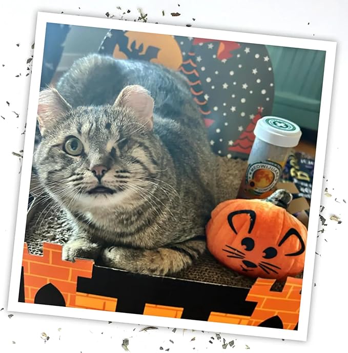 Meowijuana Refillable Cat Toys | Get Spooked - Pumpkin Catnip Toy | Includes Potent Hand Harvested Catnip Grown in North America | Promotes Play and Cat Health