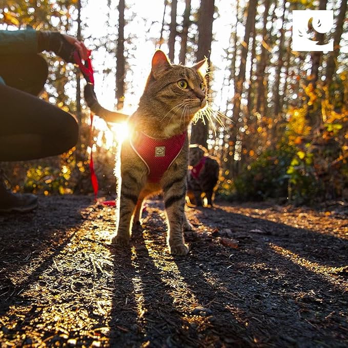 RC Pets Adventure Kitty Cat Harness | Adjustable Airmesh Vest with D-Ring and 6ft Leash for Walking and Travel | Raspberry, Large