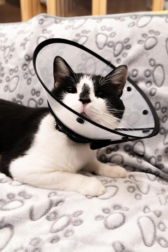 Kitten Cat Cone Collar for After Surgery to Stop Licking, Escape-Proof Recovery Elizabethan E Collar for Cats, Comfortable Cone for Cats (Black, Small)