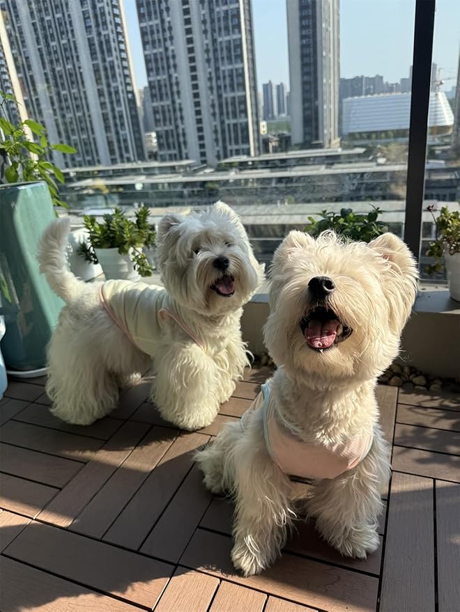 2Pcs Cooling Shirts for Small Dogs, Sleeveless Dog Vest, Lightweight Breathable Dog Summer Tank Top Sun Protection Shirts for Dogs Cats Pet Apparel (MintGreen Pink, Large Size for 8.5-12lb Pets)