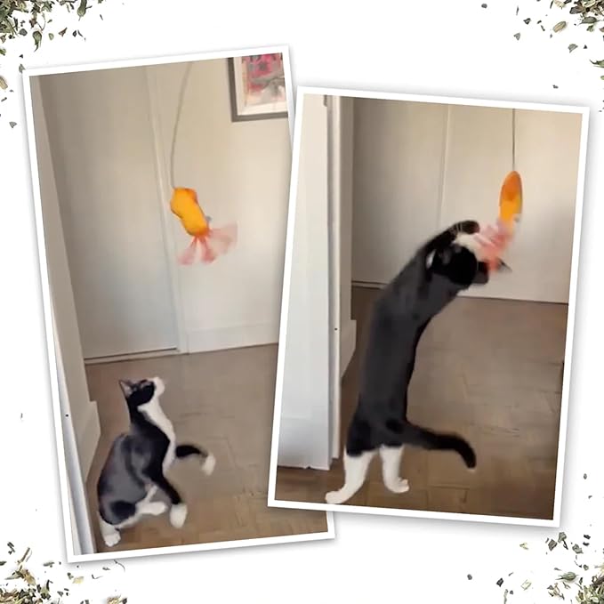 Meowijuana Purrfect Pairing Jump 'n' Jamb Squid Door Hanging Cat Toy and Get Tangled Octopus | Refillable Interactive Catnip Toy | Includes Potent Catnip Grown in North America
