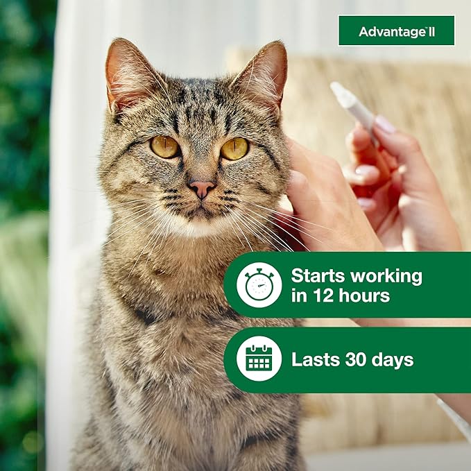 Advantage II Large Cat Vet-Recommended Flea Treatment & Prevention | Cats Over 9 lbs. | 1-Month Supply (Pack of 3)
