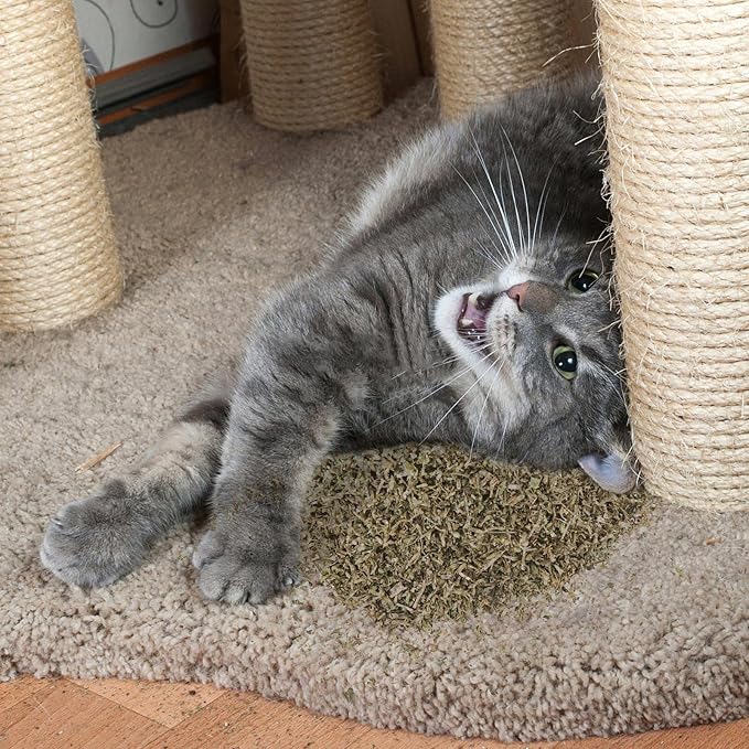 Dried Catnip, Natural Catmint, Used as a Snack or Filling Cat Toy, Delicately Dried and Sealed and Packaged for Easy Preservation