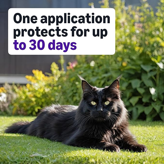 Amazon Basics Preventative Topical Flea Treatment and Prevention for Large Cats (Over 9 Pounds), Kills Fleas Within 12 Hours, 6 Count