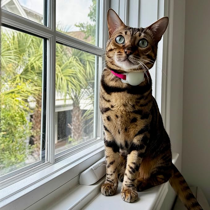 OutdoorBengal Breakaway Cat Collar + Airtag Holder, No Bell - Compatible Silicone Case, Breakaway Airtag Cat Collar for Apple Air Tag - Waterproof Tracking Collars for Boy, Girl, Cats, Kittens (Green)