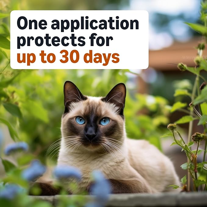 Amazon Basics Topical Flea Treatment for Medium Cats (5-9 Pounds), 4 Count, Packaging May Vary