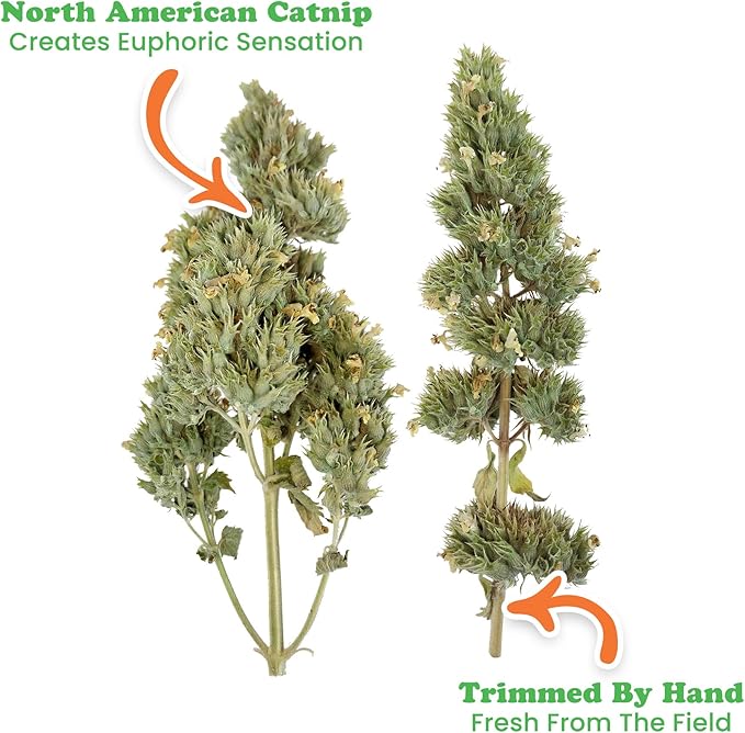 Meowijuana | Cigar Box | Grand Daddy Purr Catnip Buds | Premium Organic Catnip | Grown in North America | Perfect for Cat Toys