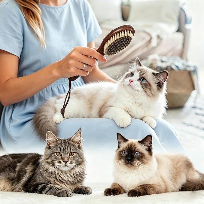 Boar Bristle Cat Hair Brush,Gentle Grooming Brush for Short Haired Cats, Kittens, Small Dogs, Rabbit, Furry Pets Soft Natural Bristles Pet Brush with Wooden Handle for Sensitive Skin