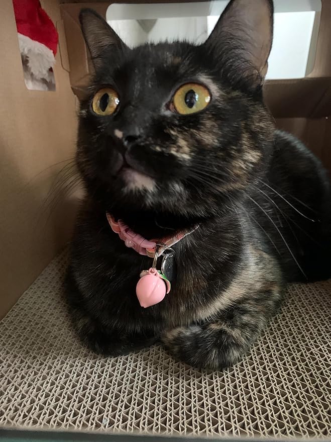 Peach Cat Collar with Bell | Safety Breakaway Collar | Adjustable Large Size or Kitten (Large(10lbs & Up), Pink)
