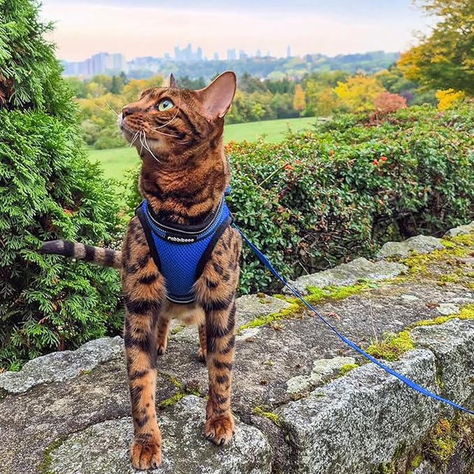 rabbitgoo Cat Harness and Leash Set for Walking Escape Proof, Adjustable Soft Kittens Vest with Reflective Strip for Cats, Comfortable Outdoor Vest, Blue, XL