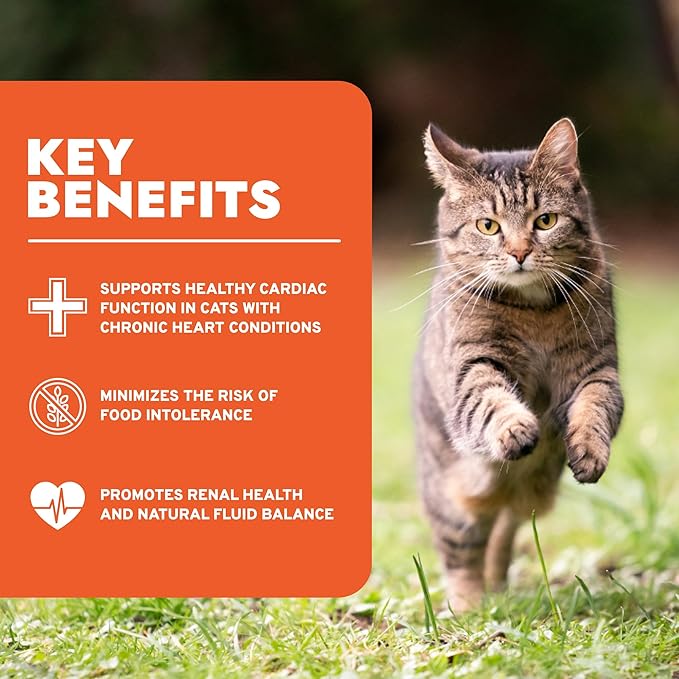 Forza10 - Cat Food, Vet-Formulated Renal Wet, Non GMO, Kidney Care Food with Lamb Flavor, Crafted for Adults, Made in Italy (3.5 oz, 12 Pack)